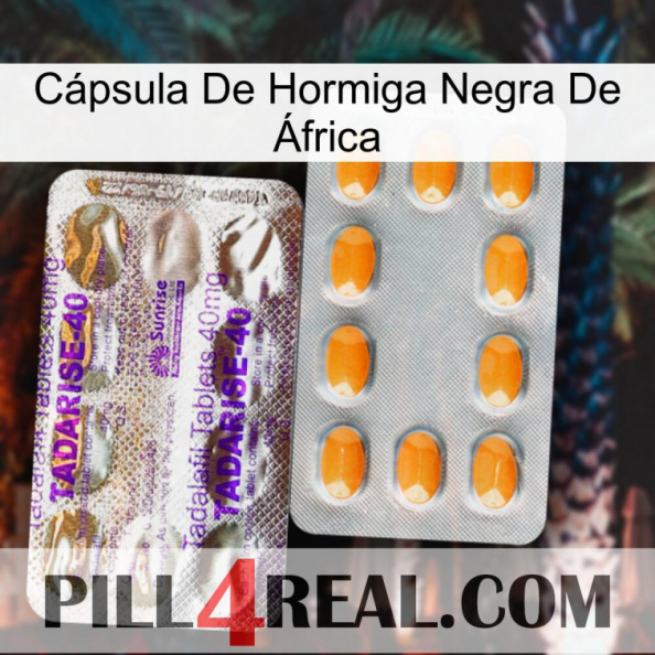 Cápsula De Hormiga Negra De África new12